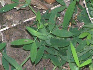 Lathyrus pratensis